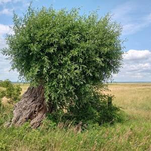 Park Narodowy "Ujście Warty" - park narodowy ujscie warty 2025 4