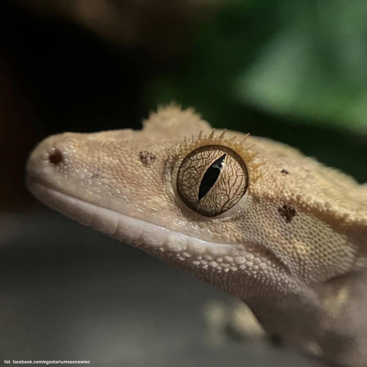 Egzotarium w Sosnowcu - egzotarium w sosnowcu 6