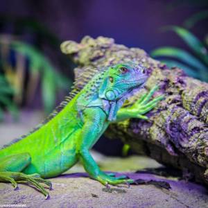 Egzotarium w Sosnowcu - egzotarium w sosnowcu 1