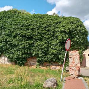 Mury obronne w Wolinie - mury obronne w wolinie 5