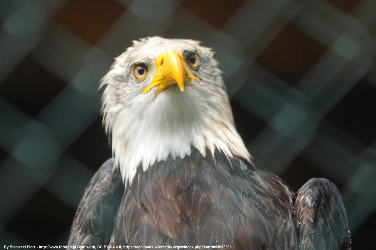 Leśny Park Niespodzianek w Ustroniu - esny park niespodzianek w ustroniu