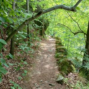 Borowy Jar w Dolinie Bobru - borowy jar w dolinie bobru 41