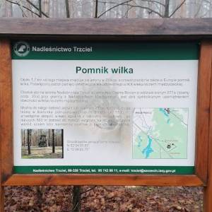 Pomnik wilka w powiecie międzyrzeckim - pomnik wilka w powiecie miedzyrzeckim 1