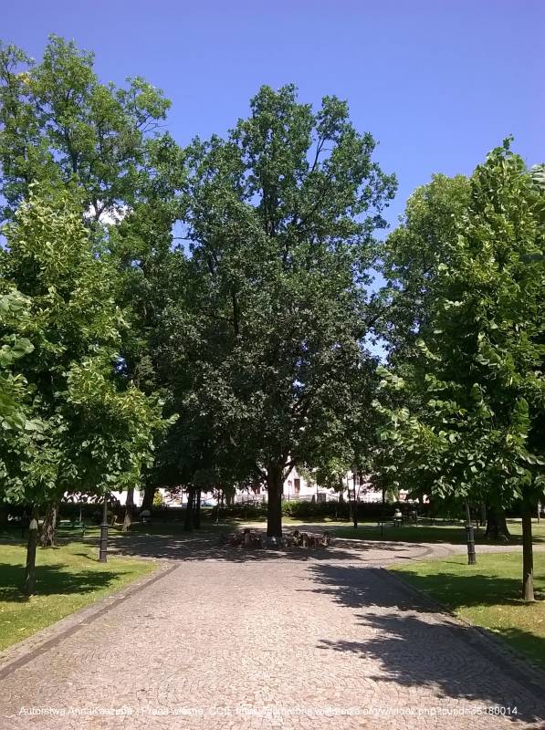 Dąb Wolności w Suwałkach - wp 20140726 001