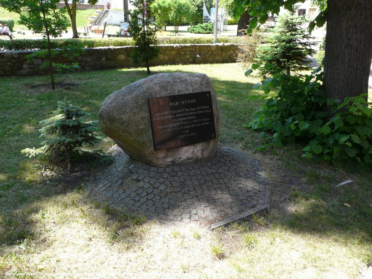 Dąb Otton w Kamieniu Pomorskim - dab otton w kamieniu pomorskim