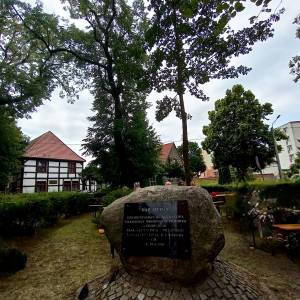 Dąb Otton w Kamieniu Pomorskim - dab otton w kamieniu pomorskim 1