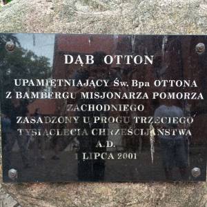 Dąb Otton w Kamieniu Pomorskim - dab otton w kamieniu pomorskim 2