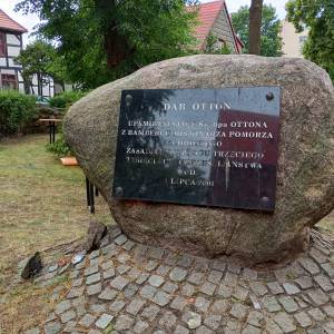 Dąb Otton w Kamieniu Pomorskim - dab otton w kamieniu pomorskim 3