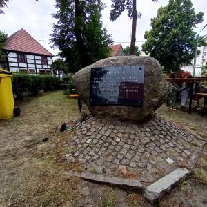 Dąb Otton w Kamieniu Pomorskim - dab otton w kamieniu pomorskim 4