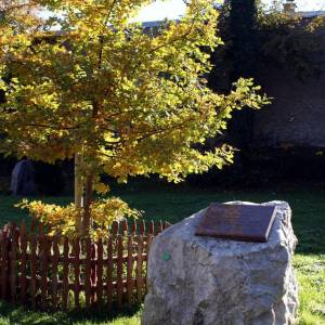 Dąb Papieski w Kowarach - dab papieski w kowarach 3