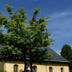 Dąb Papieski w Kowarach - dab papieski w kowarach 6