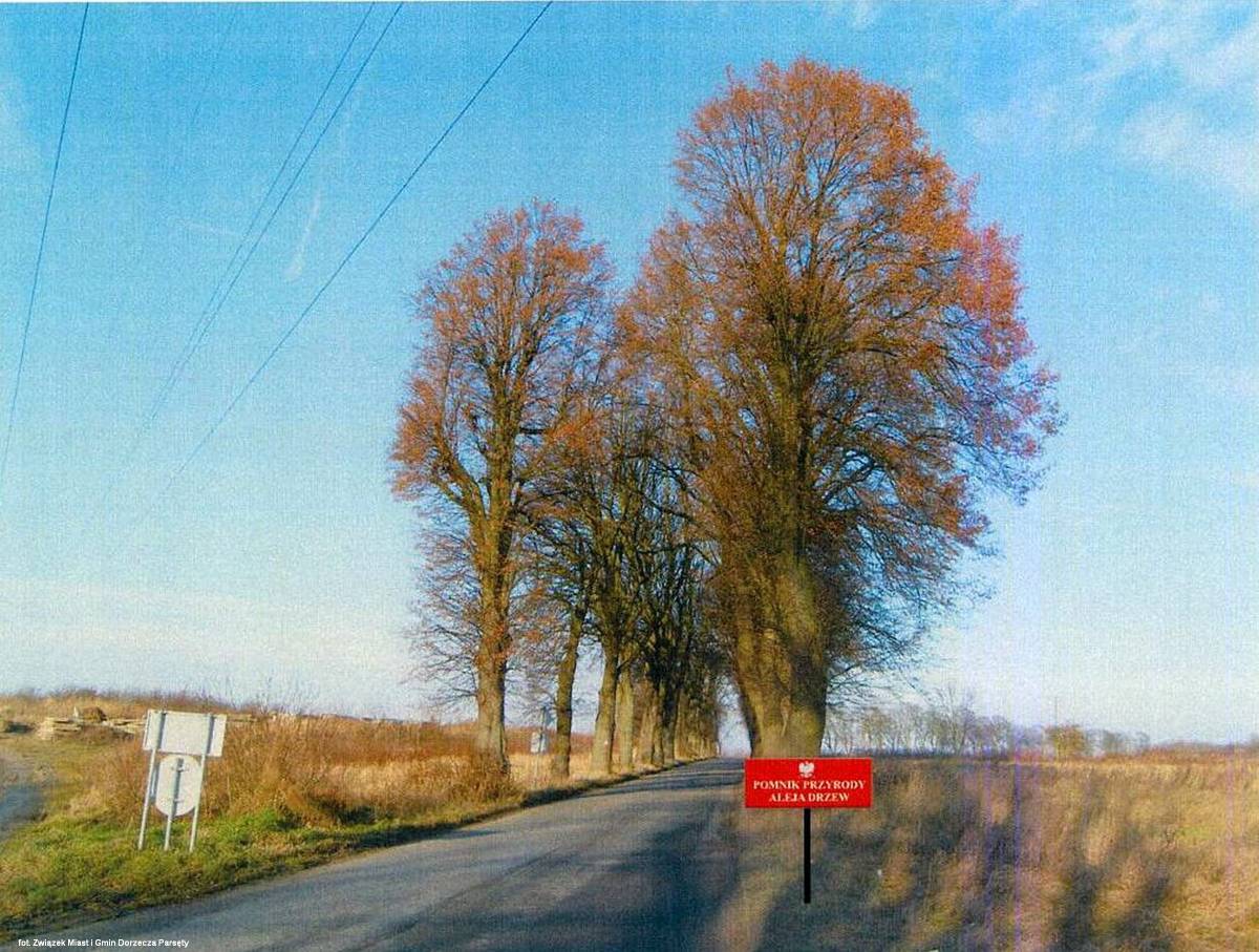 Aleja lipowo-jaworowo-jesionowa w Wolinie - aleja lipowo jaworowo jesionowa w wolinie 1