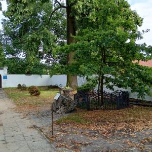 Dąb papieski "Pielgrzym" w Złotym Potoku - dab papieski pielgrzym w zlotym potoku 2