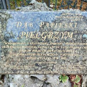 Dąb papieski "Pielgrzym" w Złotym Potoku - dab papieski pielgrzym w zlotym potoku 6