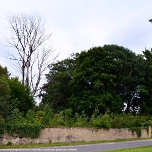 Pałac w Dobromierzu - dobromierz park dsc 0102