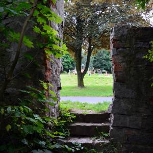 Pałac w Dobromierzu - dobromierz park dsc 0120