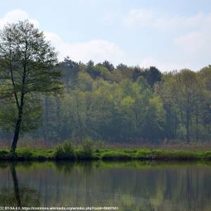 Jezioro Rybnickie (Zalew Rybnicki) - gzel maly lake rybnik 01