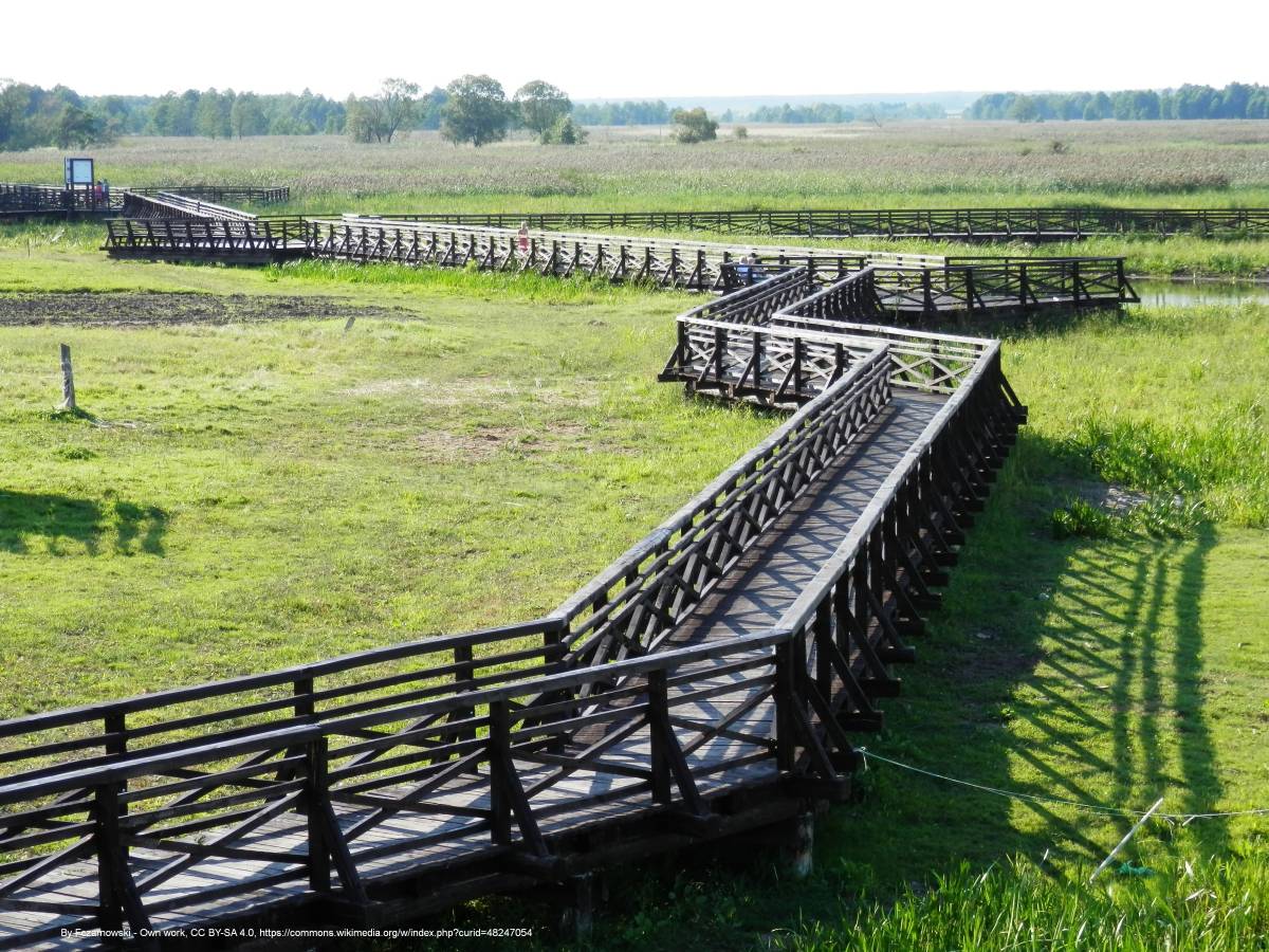 Kładka Waniewo-Śliwno - waniewo narew fc09