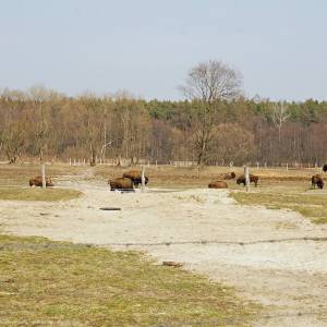 Hodowla Bizonów w Kurozwękach - bison in poland panoramio