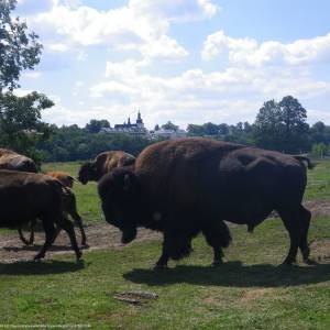 Hodowla Bizonów w Kurozwękach - bizon kurozweki imgp2545