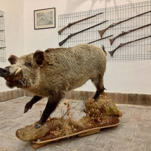 Muzeum Ziemi Międzyrzeckiej - muzeum ziemi miedzyrzeckiej 11