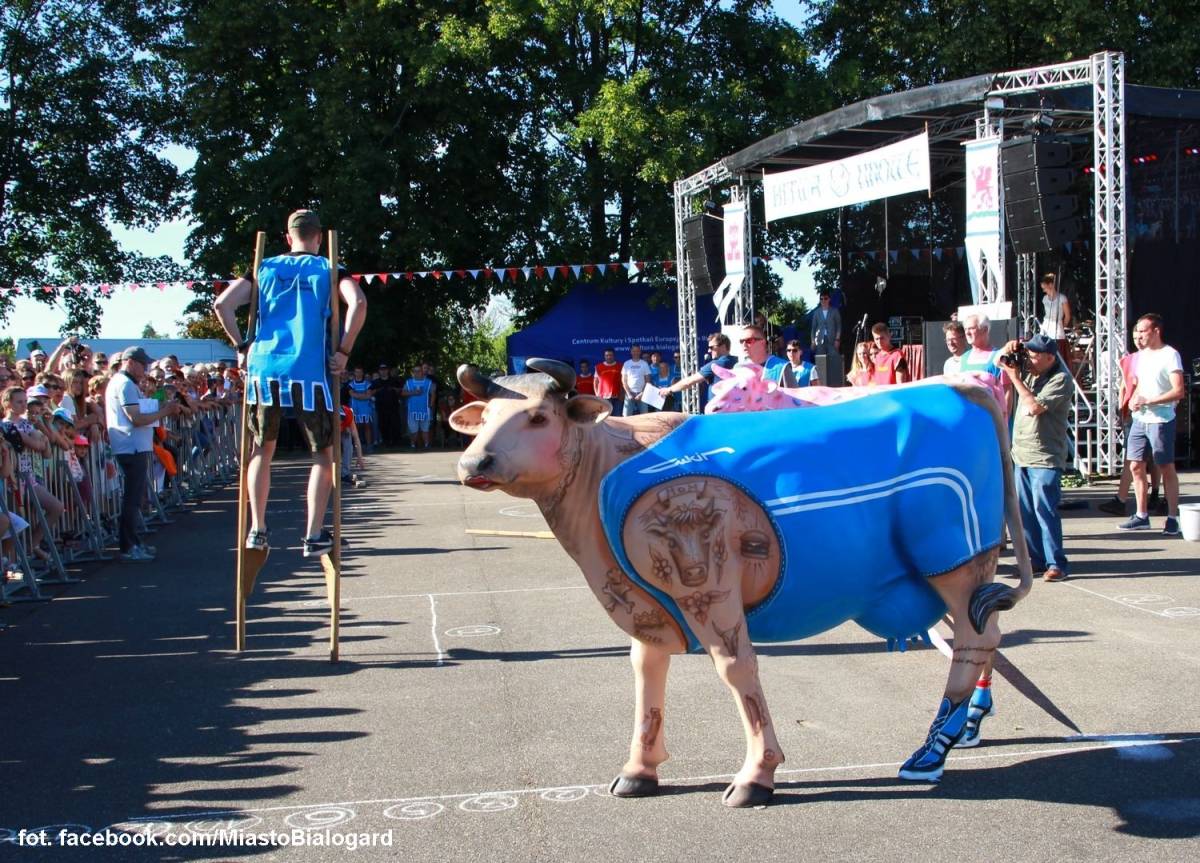 Bitwa o krowę w Świdwinie - bitwa o krowe w swidwinie 4