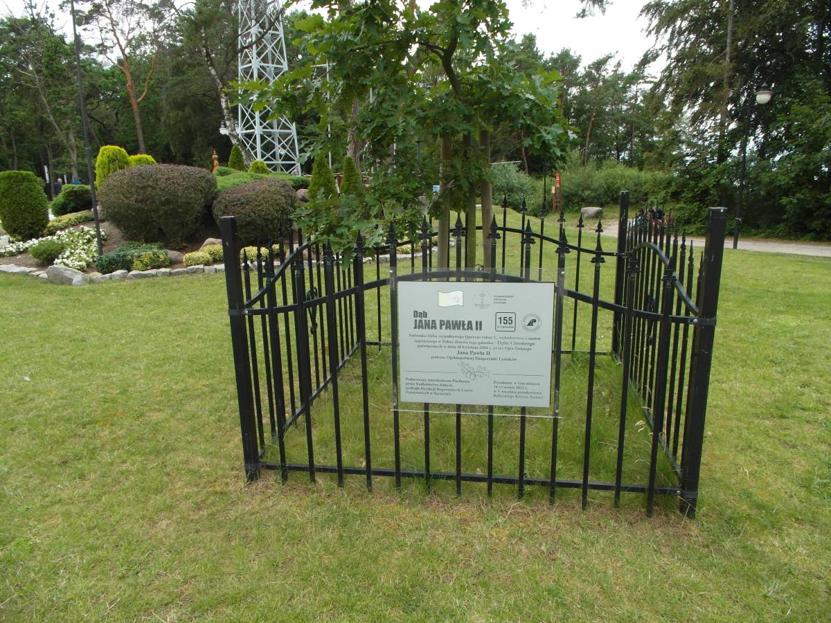 Dąb Jana Pawła II w Pustkowie - sam 4751