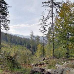 Rozdroże pod Jańską Górą - rozdroze pod janska gora 5