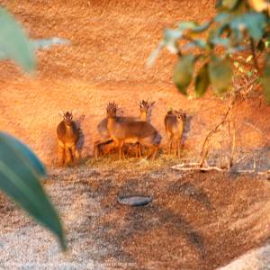 Afrykarium we Wrocławiu - afrykarium we wroclawiu 11