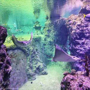 Afrykarium we Wrocławiu - afrykarium we wroclawiu 3