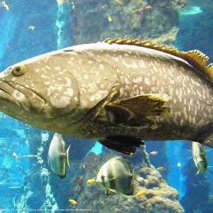 Afrykarium we Wrocławiu - afrykarium we wroclawiu 6