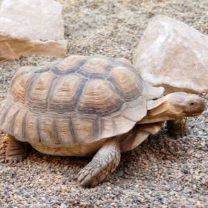 Afrykarium we Wrocławiu - afrykarium we wroclawiu 7