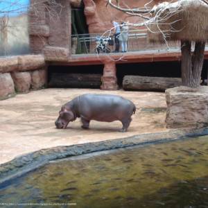 Afrykarium we Wrocławiu - afrykarium we wroclawiu 9