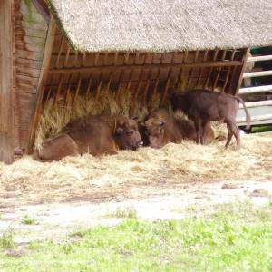 Zagroda Pokazowa Żubrów w Międzyzdrojach - zubr miedzyzdroje3