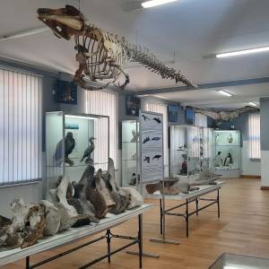 Muzeum Rybołówstwa Morskiego w Świnoujściu - muzeum rybolowstwa morskiego w swinoujsciu 4