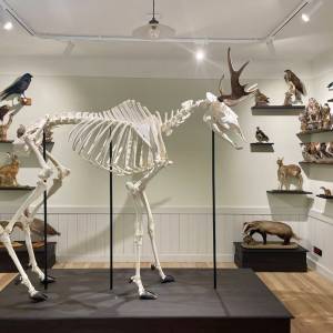 Muzeum Puszczy Kampinoskiej - muzeum puszczy kampinoskiej4
