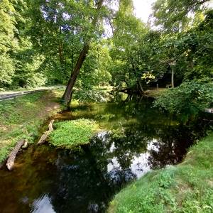 Staw "Zygmunt" w Złotym Potoku - staw zygmunt w zlotym potoku 10
