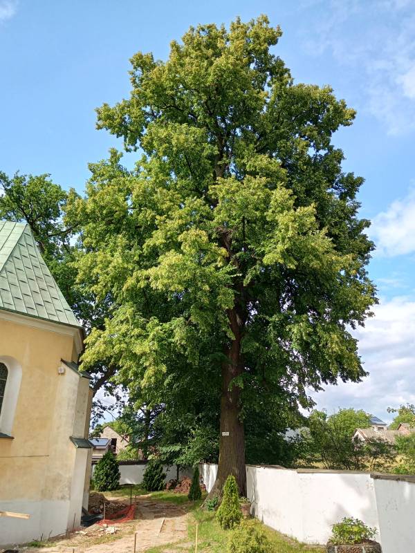 Lipa drobnolistna w Złotym Potoku - lipa drobnolistna w zlotym potoku 7