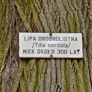 Lipa drobnolistna w Złotym Potoku - lipa drobnolistna w zlotym potoku 1