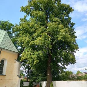 Lipa drobnolistna w Złotym Potoku - lipa drobnolistna w zlotym potoku 4
