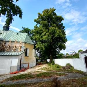 Lipa drobnolistna w Złotym Potoku - lipa drobnolistna w zlotym potoku 5