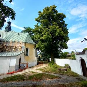 Lipa drobnolistna w Złotym Potoku - lipa drobnolistna w zlotym potoku 6