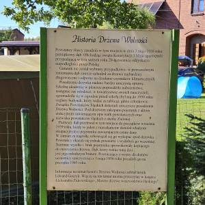 Drzewo Wolności w Kaletach-Zielonej - drzewo wolnosci w zielonej 3