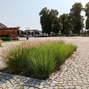 Rynek w Koniecpolu - rynek w koniecpolu 27