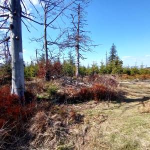 Trzy Kopce (1082 m n.p.m.) - trzy kopce 1082 m n p m 16