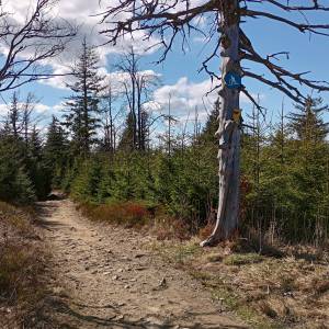 Trzy Kopce (1082 m n.p.m.) - trzy kopce 1082 m n p m 4