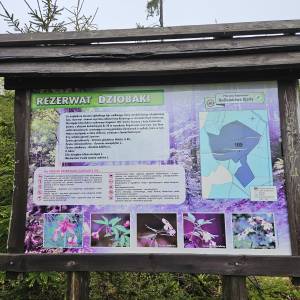 Rezerwat przyrody Dziobaki - niebieski szlak przy rezerwacie dziobaki 3