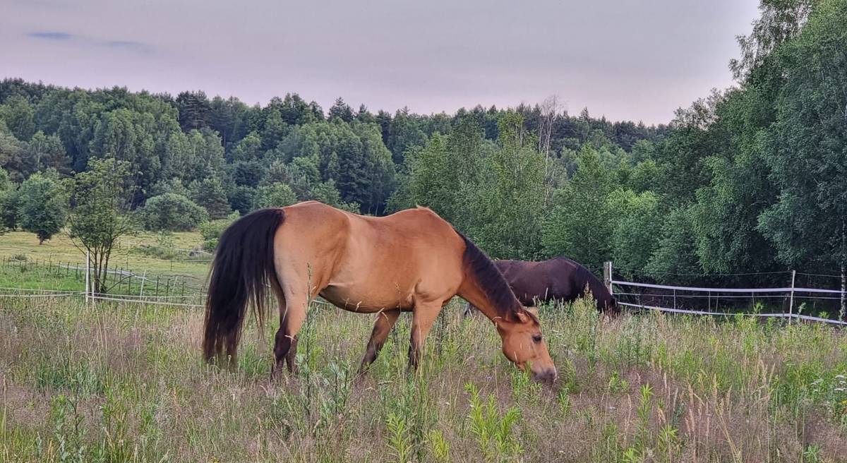 Stajnia GalOpagos w Jastrzębiu - stajnia galopagos w jastrzebiu 1