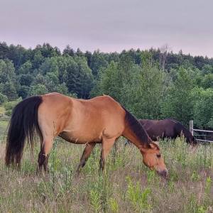 Stajnia GalOpagos w Jastrzębiu - stajnia galopagos w jastrzebiu 1