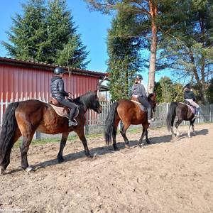 Stajnia GalOpagos w Jastrzębiu - stajnia galopagos w jastrzebiu 2